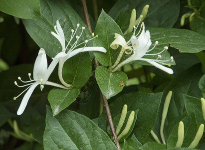 伊特鲁里亚金银花灌木与鲜花图片