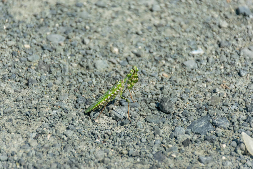 勇敢的绿色螳螂在路上摆姿势图片