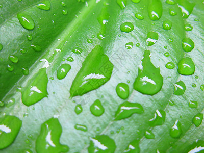 绿叶上的水滴特写图片