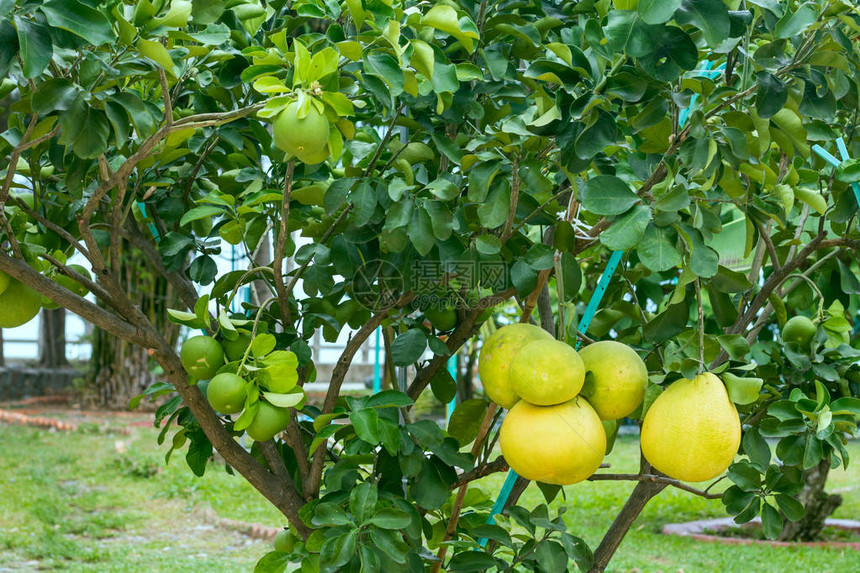 柚子柑橘树枝上有成熟的绿色果实图片