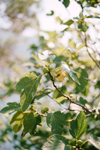 树枝上的绿色无花果子在树叶中的树枝上高清图片