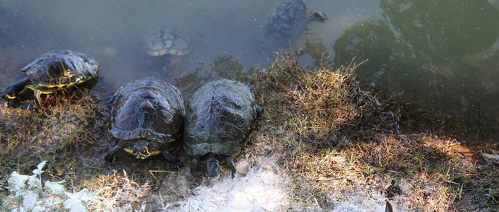 池塘里的乌龟家族图片