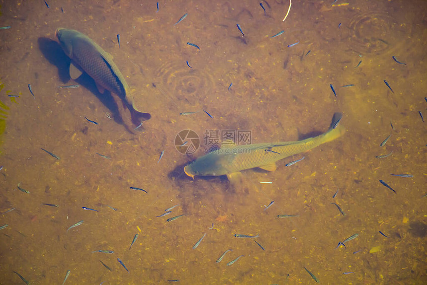 大美鱼在池塘中清水里游图片