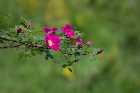 在模糊的绿化背景上开花的玫瑰果枝美丽的自然背景与dogro图片