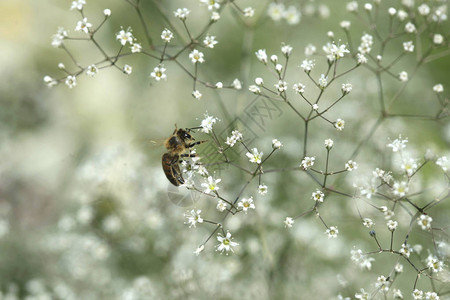 蜜蜂坐在小花上图片