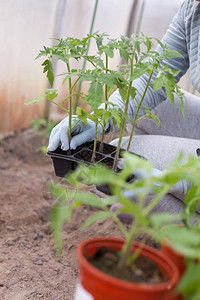妇女在村温室种植番茄树苗手图片