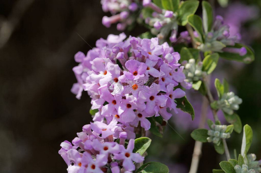 另一叶蝴蝶布Buddlejaternifolia图片