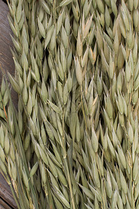 绿色燕麦背景,关闭未熟的燕麦耳图片