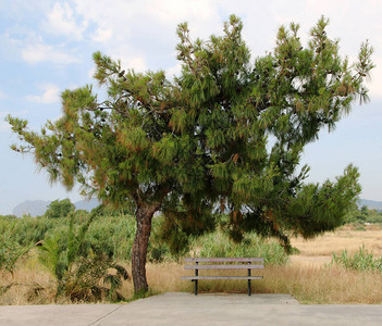 松树下的长凳希腊罗得岛图片