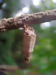 挂在树枝上的昆虫筑巢图片