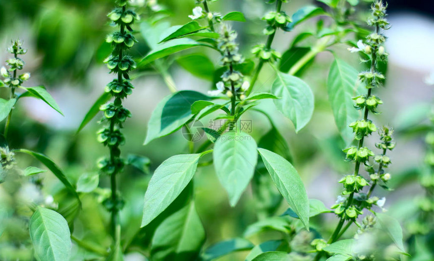 芹菜叶在水培盆中生长图片