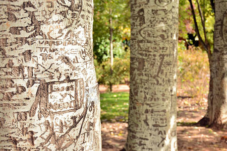 在公园雕刻的树干图片