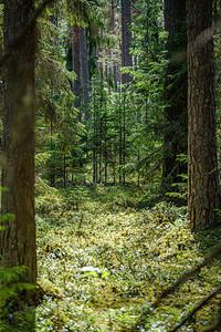 夏季绿色森林中的树干墙绿色森林床图片