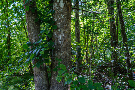 夏季绿色森林中的树干墙绿色森林床背景图片