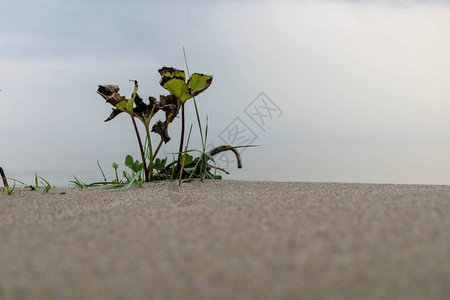 海滩沙背景沙丘和海滩草地上背景图片