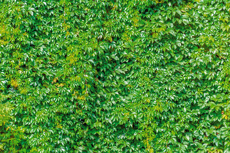 野生葡萄植物的质地花瓣植物绿色背景树叶墙绿化墙从植物中吸收叶子的图片