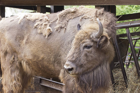 夏季的哺乳动物欧洲野牛BisonGoo图片