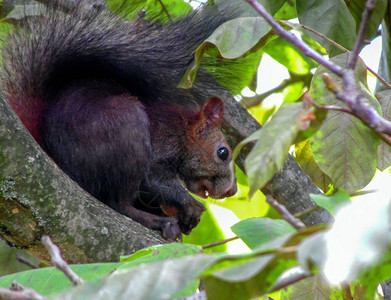 秋天松鼠吃核桃树上的坚果图片