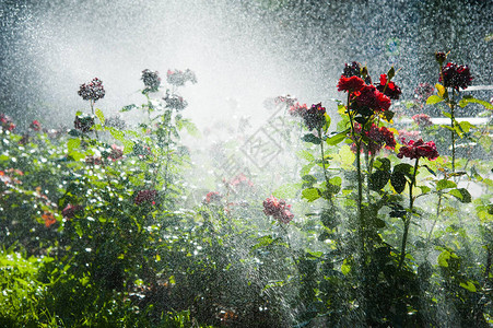 用全自动喷灌系统在公园清晨启动浇水草坪和玫瑰花智能花园图片