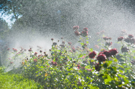 用全自动喷灌系统在公园清晨启动浇水草坪和玫瑰花智能花园图片