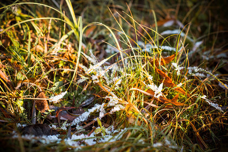 冬天的到来或春天的开始雪草关闭图片