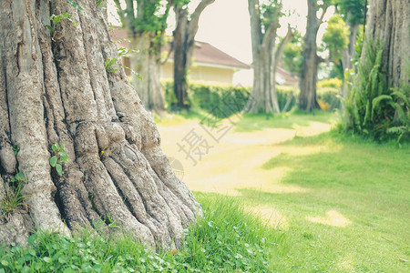 公园花绿草上的大树背景图片
