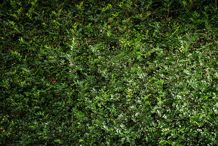 叶子墙绿色纹理背景有灯光效果背景图片