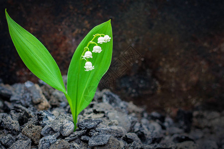 一朵白色的铃兰花穿过烧焦的土地在火灾和环境灾难后恢图片