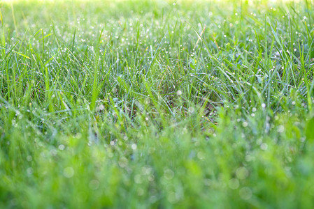 绿色草地上的露珠图片