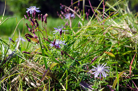野生紫色花朵生长在绿草中在雅库提亚图片