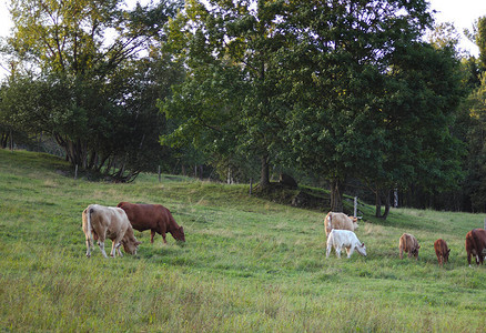 在绿色领域的奶牛动物农场奶牛图片