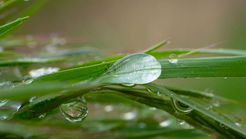 大自然中的绿草与雨滴图片