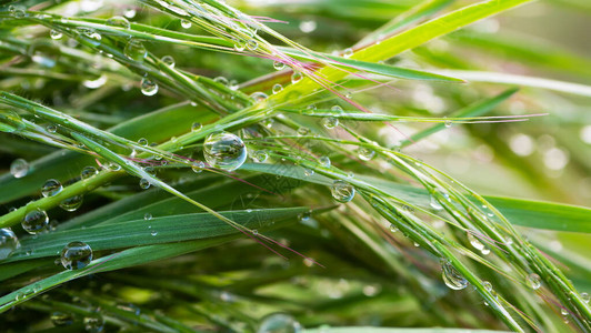 大自然中的绿草与雨滴图片