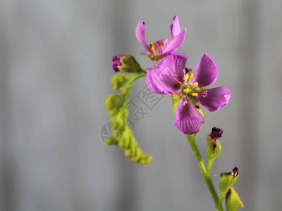 紫色彩美丽的花朵图片