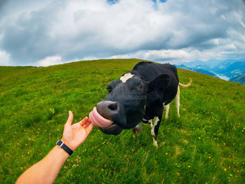 从个人观点看牛在瑞士山地牧图片