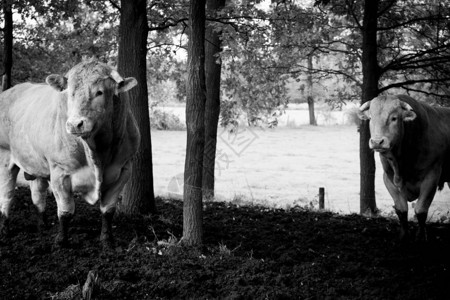 巨型小提格里豪华轿车公牛在太阳下放牧在一色树木之间图片