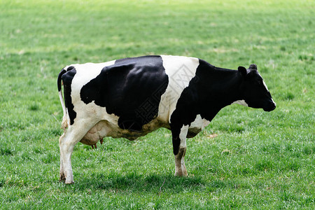 夏日北海道的日常奶牛背景图片