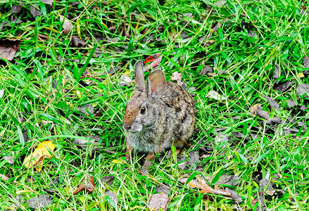 秋草觅食的野兔图片
