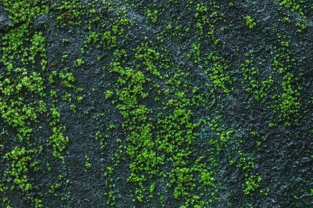 黑石墙背景有绿苔和地衣自然质地空地图片