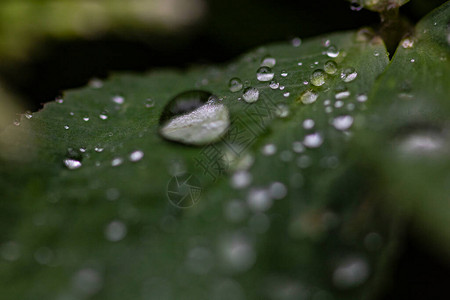 三叶草绿叶上的雨滴图片