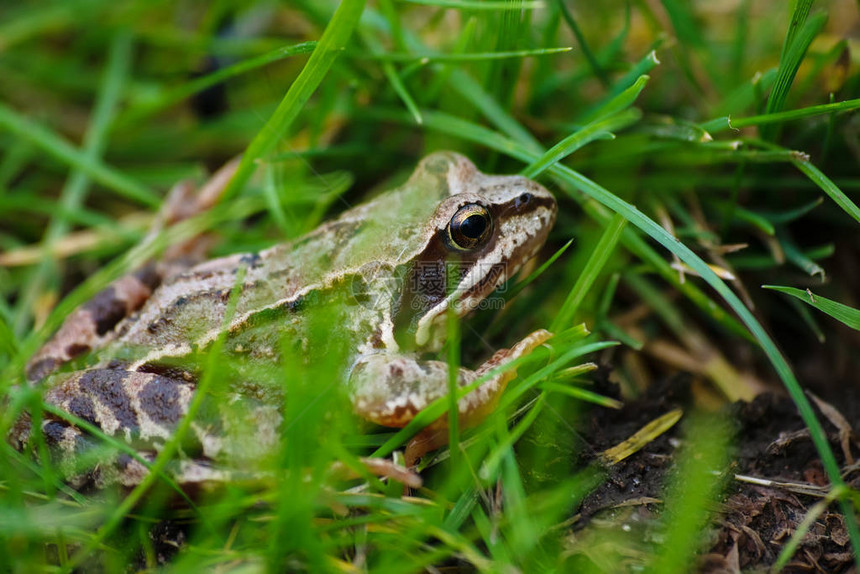 野外绿草中的大灰蛙图片