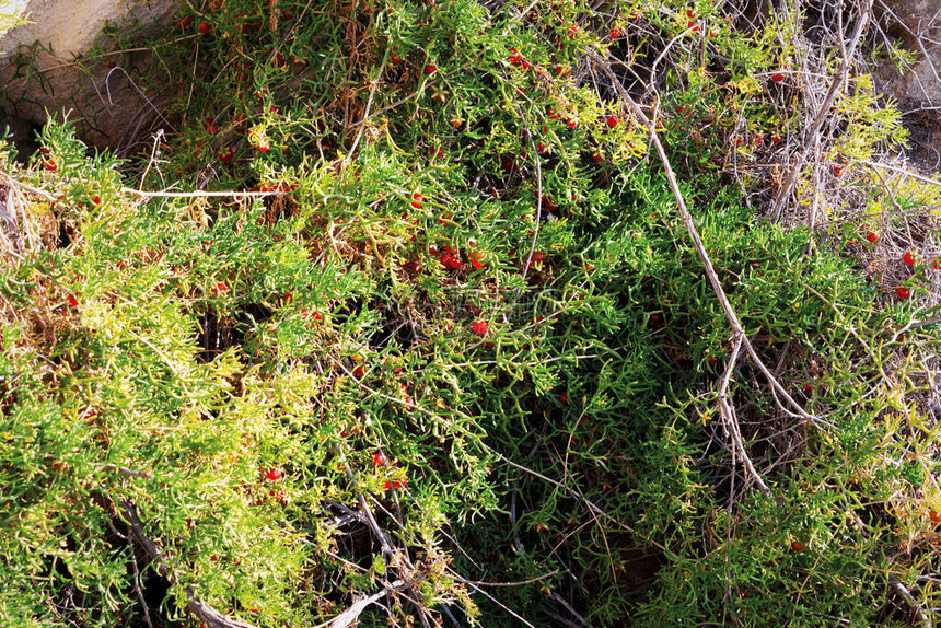 种植在沿海悬崖上里海沿岸Malacocarpuscrithmifolius是山核桃科中亚高山低地的稀有孑遗植物哈萨克斯坦图片