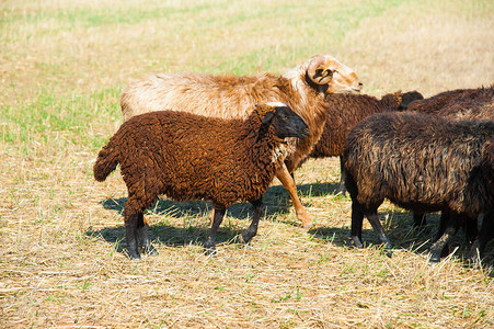 草地上的羊群绵羊奔跑图片