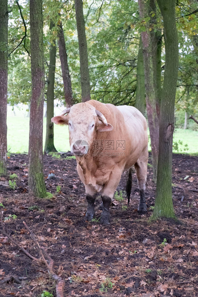 巨大的血统豪华轿车牛在树间的夏日草地上图片