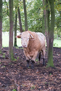巨大的血统豪华轿车牛在树间的夏日草地上图片