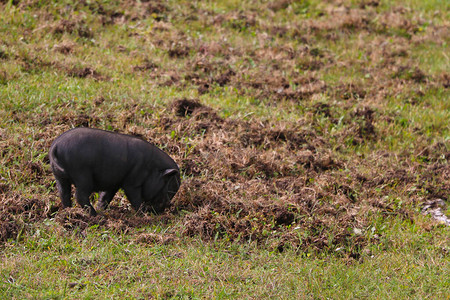 绿色草坪上的小型黑猪图片