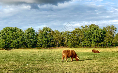 巨大的血统长毛公牛在夏日草地上的阳光下吃草图片