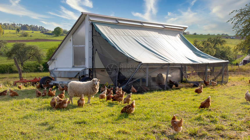 在德国黑森的草地上养鸡养鸡时携带便携的图片