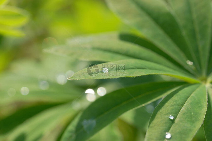 雨后落下的羽扇豆叶子图片