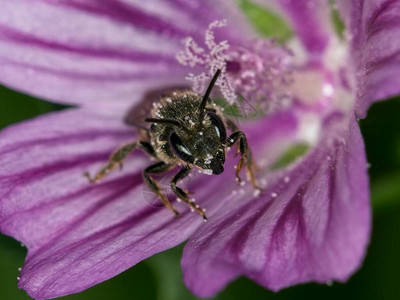 普通蜜蜂从草原上的花图片